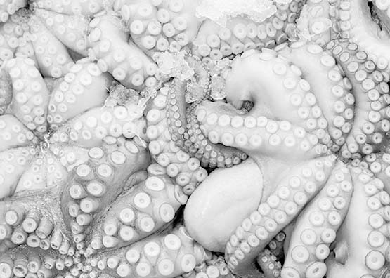 conservacion-pulpo-congelado