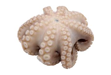 pulpo-entero-crudo-batido-flor-IQF