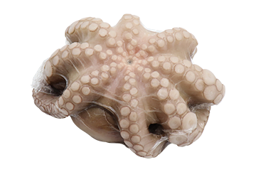 pulpo-entero-crudo-batido-flor-IWP